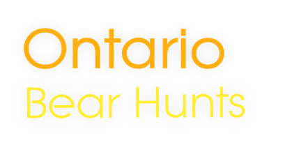 Bear Hunts

